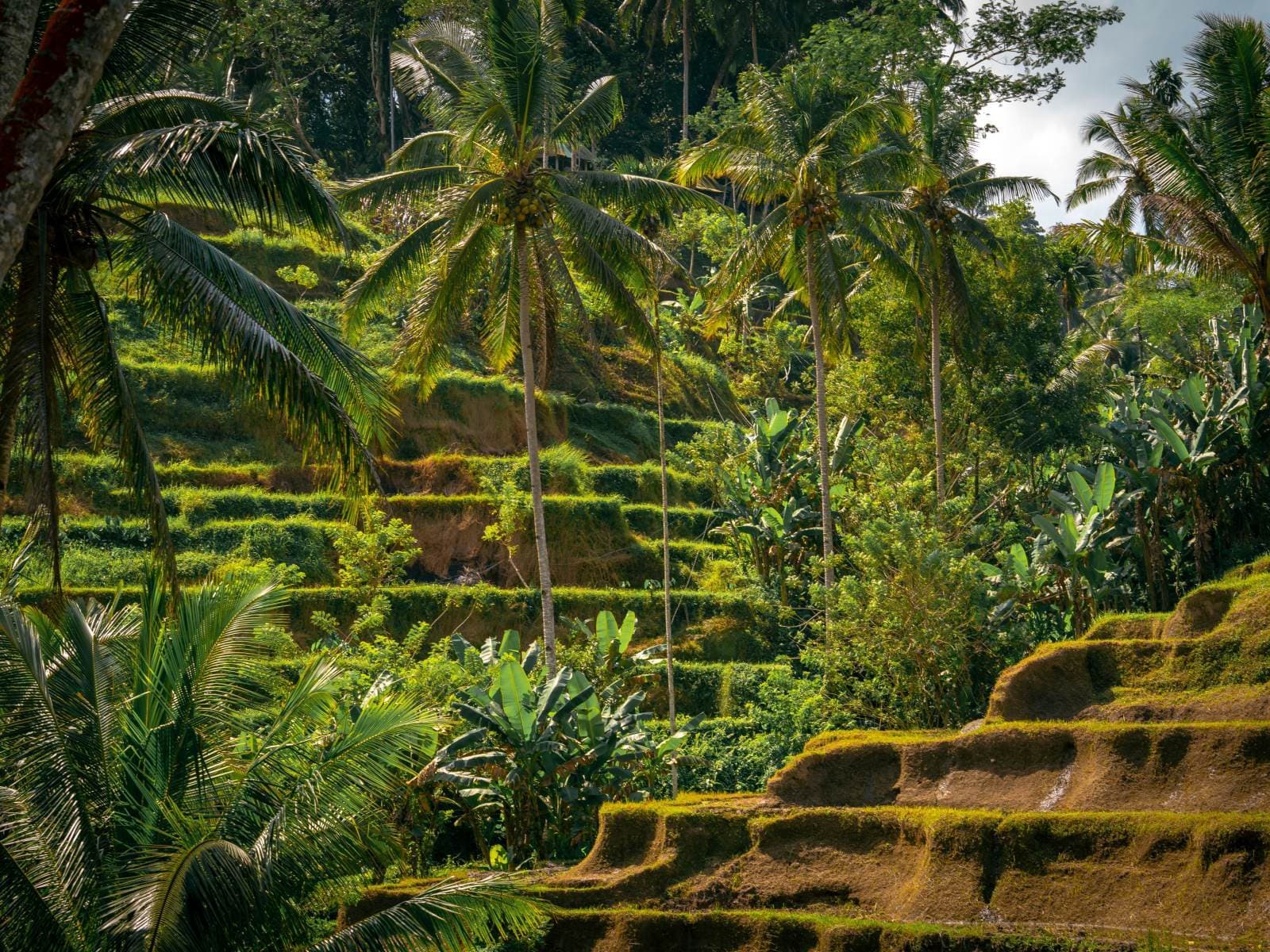 Bali gallery 2